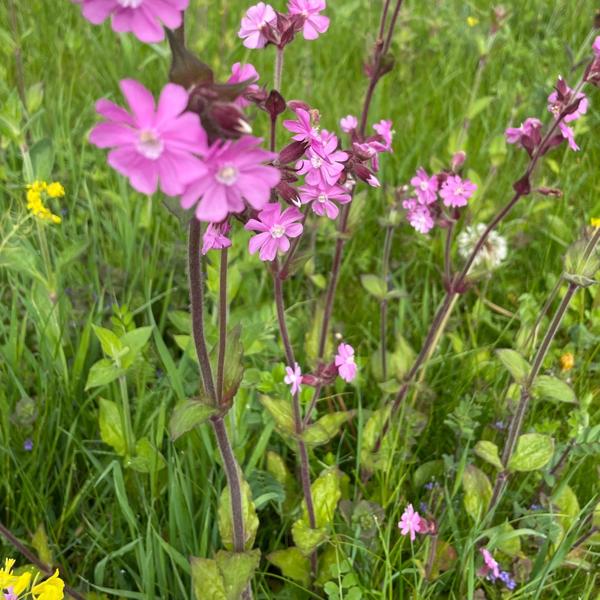 Dagkoekoeksbloem (Silene dioica)